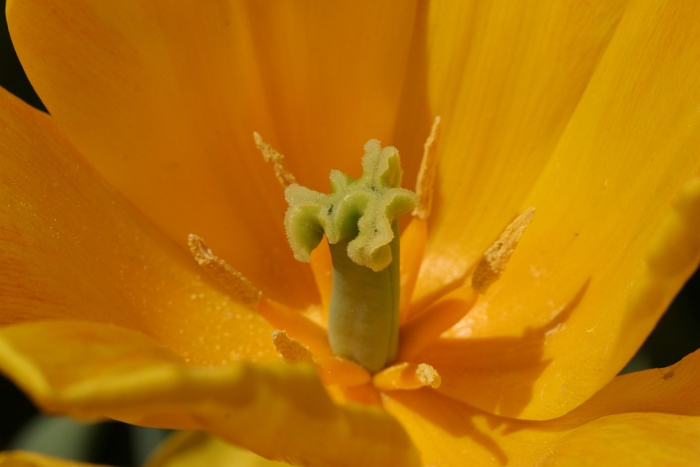 Tulipes a Morges 2006 - 084